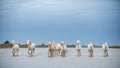 White Camargue Horses galloping through water. Royalty Free Stock Photo
