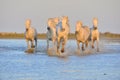 White Camargue Horses galloping through water in sunset light. Royalty Free Stock Photo