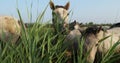 White Camargue horses, Mare with foal, Camargue, France