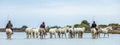 White Camargue Horses . Riders and White horses of Camargue in the water of river.