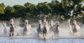 White Camargue Horses run in the swamps nature reserve. Parc Regional de Camargue. France. Provence. Royalty Free Stock Photo