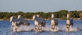 White Camargue Horses run in the swamps nature reserve. Parc Regional de Camargue. France. Provence. Royalty Free Stock Photo