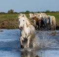 White Camargue Horses run in the swamps nature reserve. Parc Regional de Camargue. France. Provence. Royalty Free Stock Photo