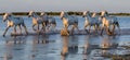 White Camargue Horses run in the swamps nature reserve. Parc Regional de Camargue. France. Provence. Royalty Free Stock Photo