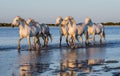 White Camargue Horses run in the swamps nature reserve. Parc Regional de Camargue. France. Provence. Royalty Free Stock Photo