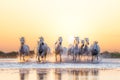 White Camargue Horses are running along the water Royalty Free Stock Photo