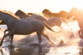 White Camargue Horses are running along the water Royalty Free Stock Photo