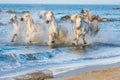 White Camargue Horses running on the blue water in sunset light. Royalty Free Stock Photo