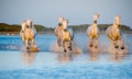 White Camargue Horses running on the blue water in sunset light. Royalty Free Stock Photo