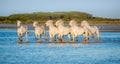 White Camargue Horses running on the blue water in sunset light. Royalty Free Stock Photo