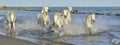 White Camargue Horses running on the blue water in sunset light. Royalty Free Stock Photo