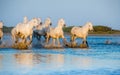 White Camargue Horses running on the blue water in sunset light. Royalty Free Stock Photo