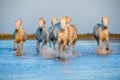 White Camargue Horses running on the blue water in sunset light. Royalty Free Stock Photo