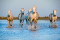 White Camargue Horses running on the blue water in sunset light. Royalty Free Stock Photo