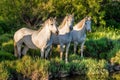 White Camargue Horses in sunset light Royalty Free Stock Photo