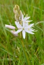 White Camas Flower with Tepals Royalty Free Stock Photo