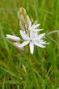 White Camas Flower with Tepals Royalty Free Stock Photo