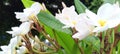 white Cambodian flowers exposed to rainwater during the day