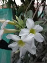 white cambodian flowers in front of the house