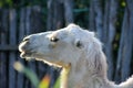 White camel Royalty Free Stock Photo