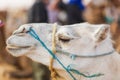 White camel head in profile Royalty Free Stock Photo