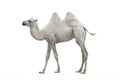 White camel isolated
