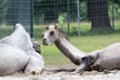 White camel lying on the ground in the zoo Royalty Free Stock Photo