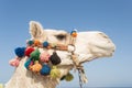 White camel