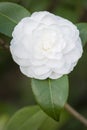 White Camelia flower in full bloom