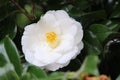 White Camellia bloom Royalty Free Stock Photo