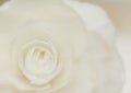 White camellia blossom Royalty Free Stock Photo