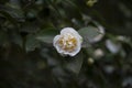 White camellia flower in bloom during springtime. Beautiful flowers in the garden Royalty Free Stock Photo