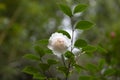 White camellia flower in bloom during springtime. Beautiful flowers in the garden Royalty Free Stock Photo