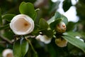 White camellia flower Royalty Free Stock Photo