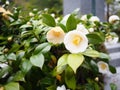 White camellia flower in garden Royalty Free Stock Photo