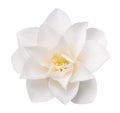 White Camellia Flower Royalty Free Stock Photo