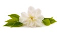 White camellia flower Royalty Free Stock Photo