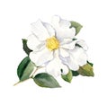 White camellia flower. Water color botanical illustration Royalty Free Stock Photo