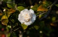 White camellia in full bloom. Spring blossom at Lake - lago - Maggiore, Italy Royalty Free Stock Photo