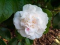 White camellia flower