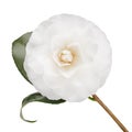 White camellia isolated on white Royalty Free Stock Photo