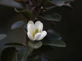 White camellia, japonica, in full bloom with blue sky background Royalty Free Stock Photo