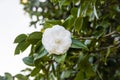 White camellia opening in the green tree Royalty Free Stock Photo