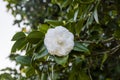 White camellia opening in the green tree Royalty Free Stock Photo