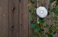 White camellia redwood fence