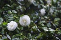 White camellias