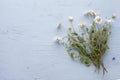 White camomile bouquet on a blue wooden background.