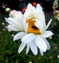 White camomile with a bug