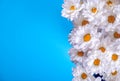 White camomile chrysanthemums on a blue background