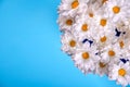 White camomile chrysanthemums on a blue background